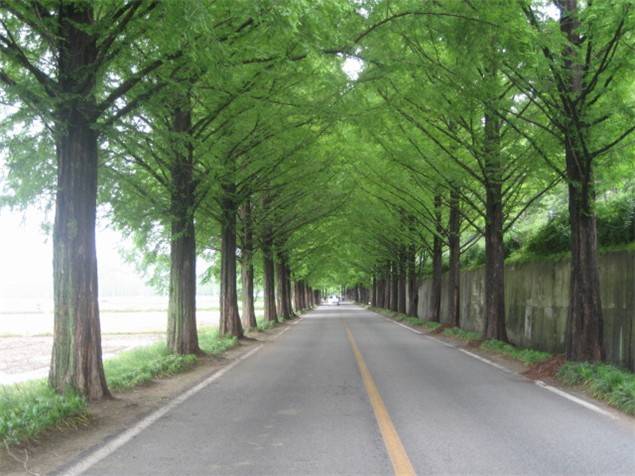 Път с дървета